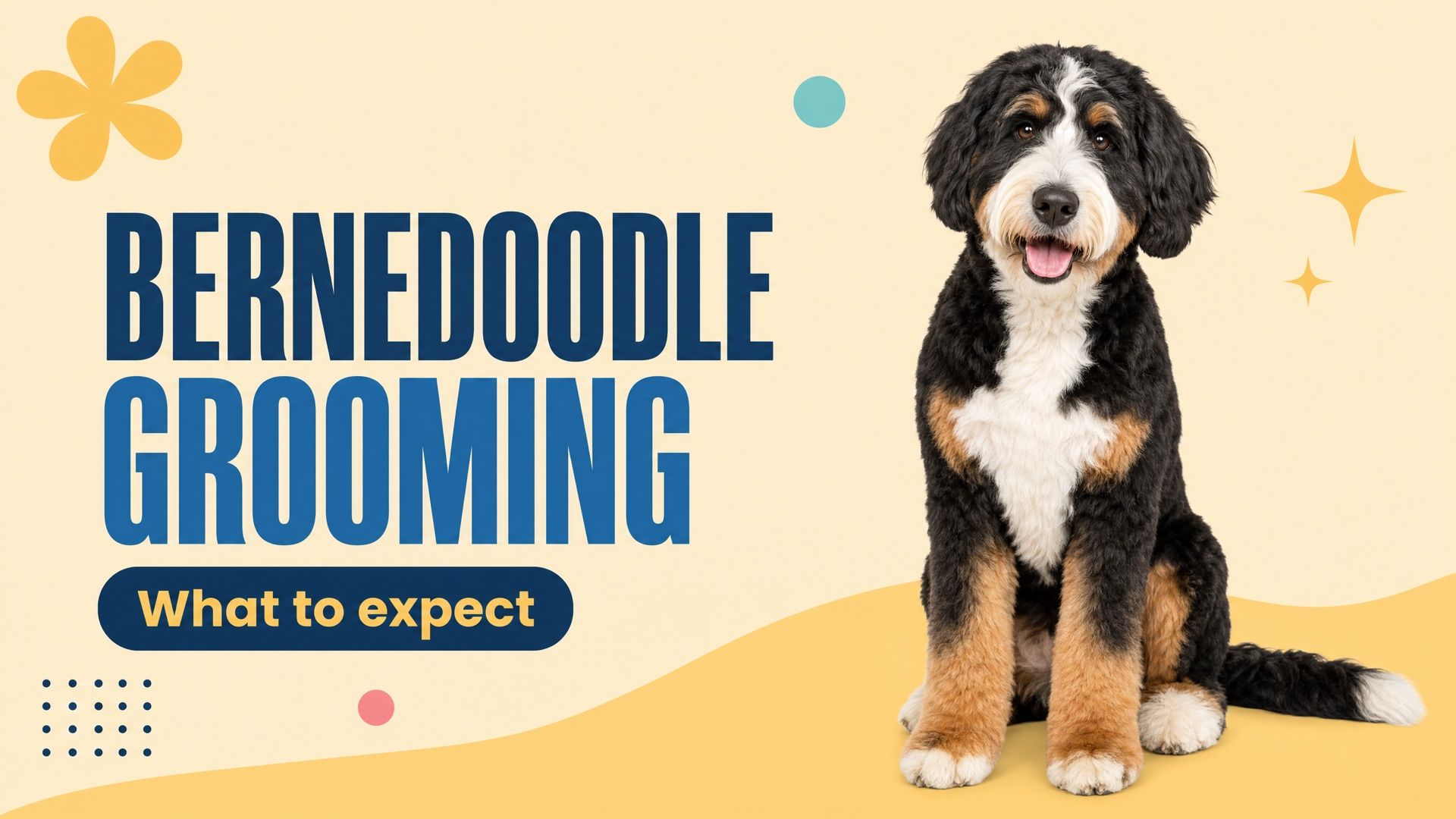 Graphic with the headline "Bernedoodle grooming" beside a tri-colour bernedoodle sitting on a cream background