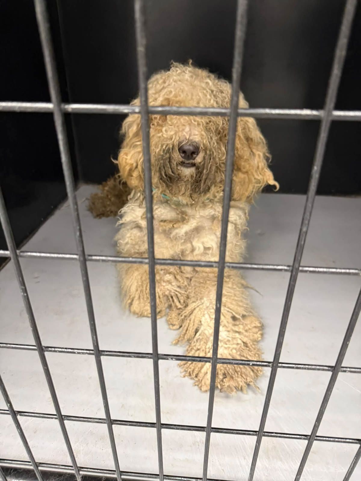 Dapper on the day he arrived, matted coat covering his eyes