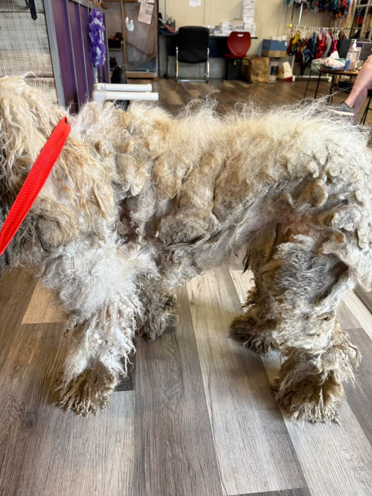Dapper’s heavily matted, flea-covered coat before it was removed