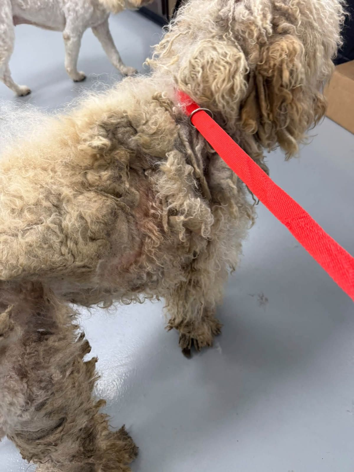 Before: Dapper’s coat in thick, flea-covered mats