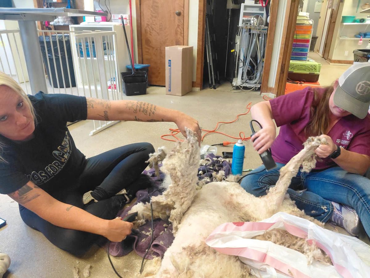 Two caregivers carefully clipping pounds of matted coat off a sedated Dapper