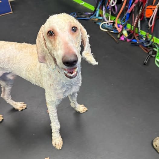 A smiling, freshly groomed Dapper standing in the salon