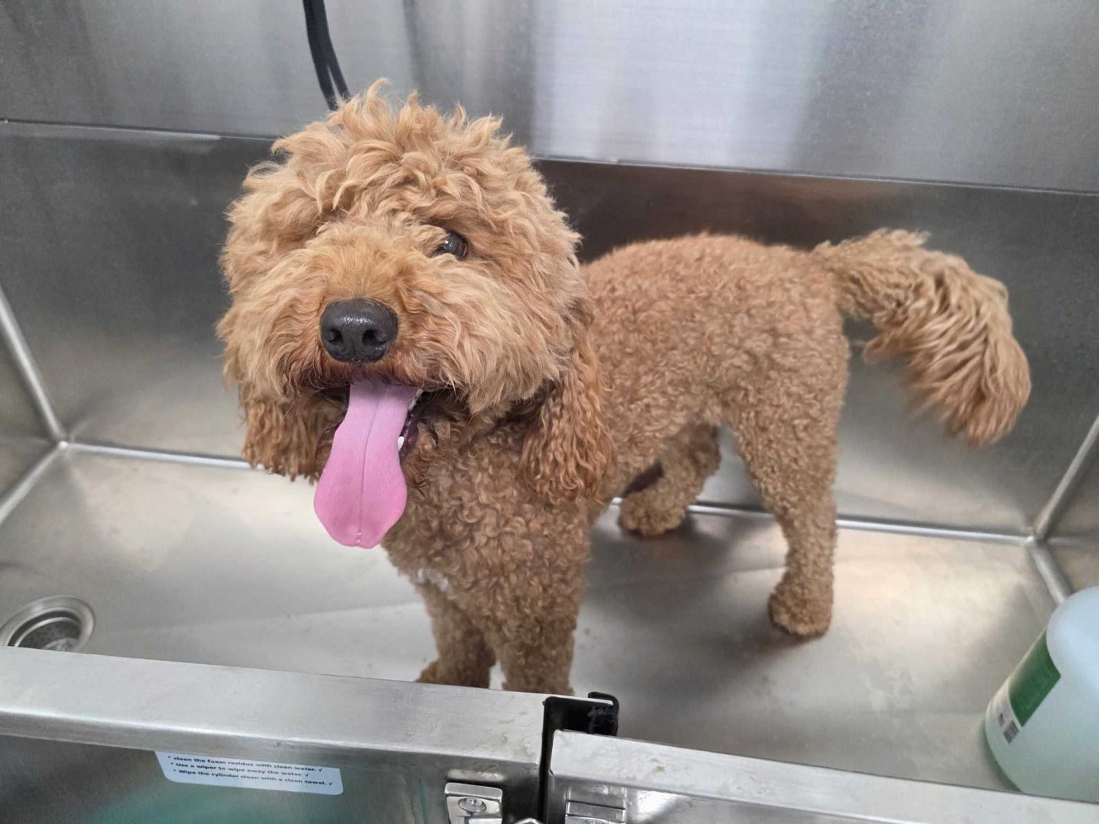An apricot doodle standing in a stainless steel self-wash tub, tongue out and tail up