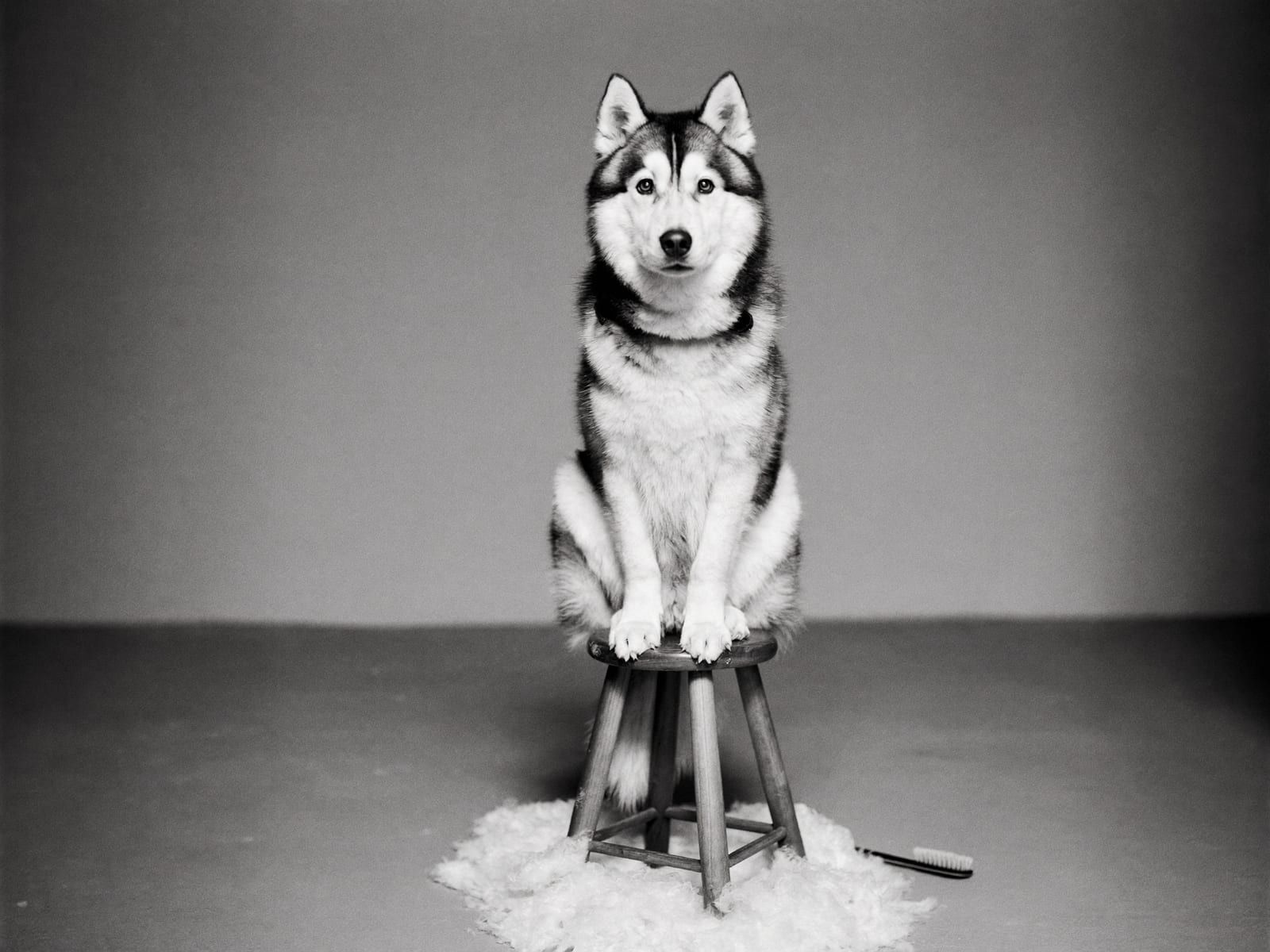A black-and-white portrait of a Siberian husky sitting on a wooden stool surrounded by a drift of shed fur