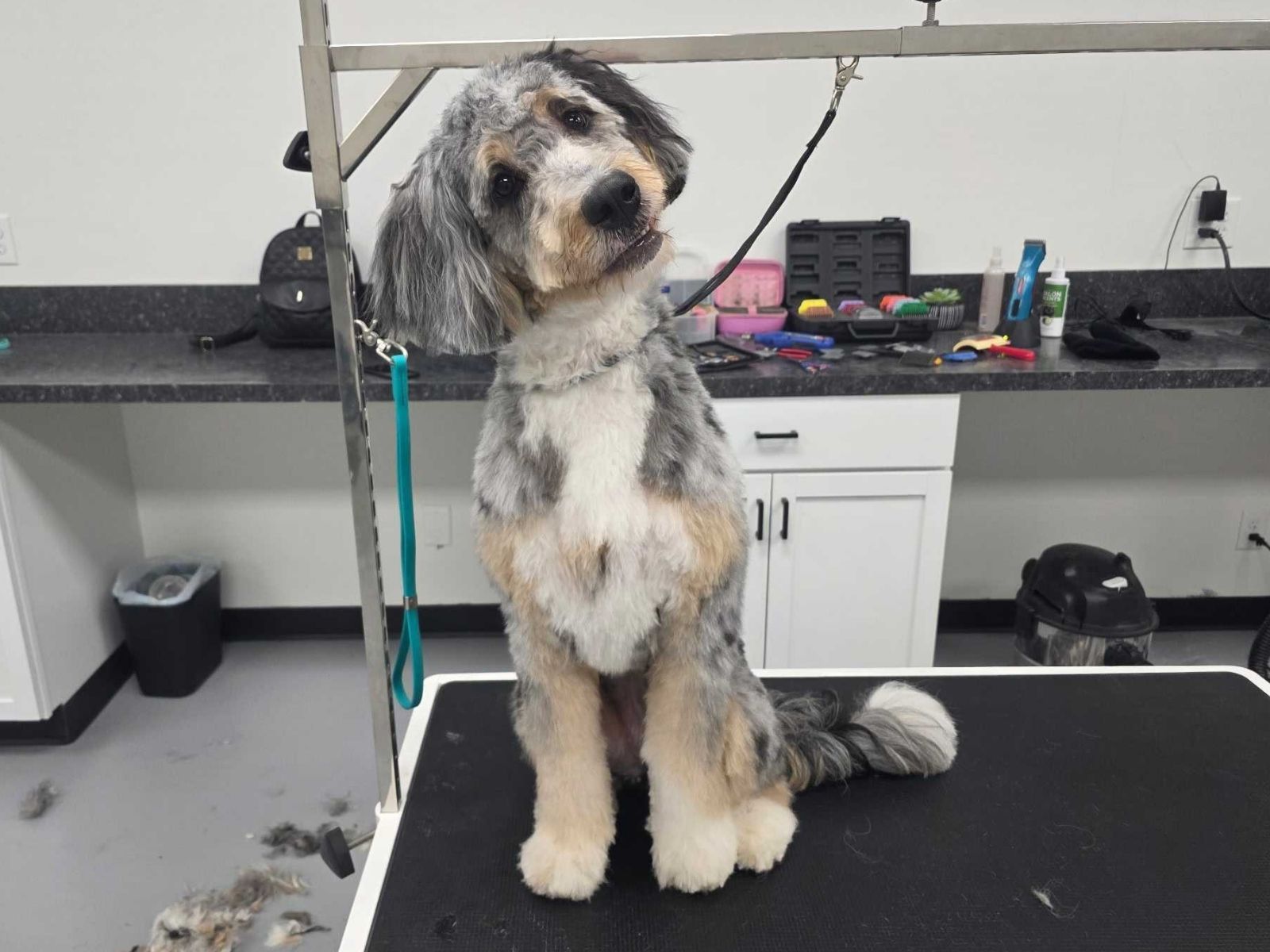 A freshly groomed merle bernedoodle sitting on the grooming table, head tilted toward the camera