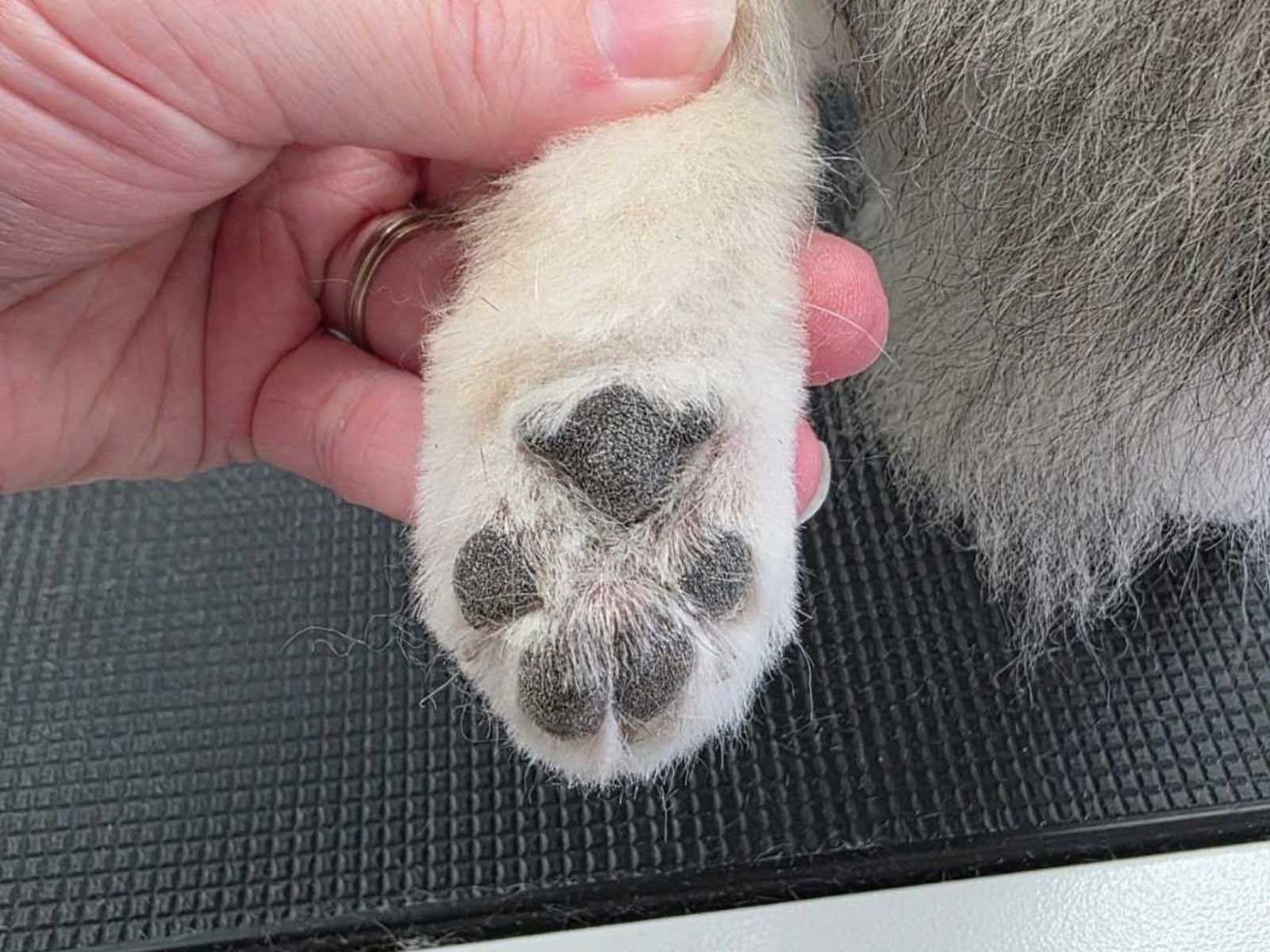 A groomer holding a dog’s paw, pads and toe fur freshly tidied up